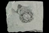 Two Crinoid (Platycrinites) Fossils - Crawfordsville, Indiana #125898-2